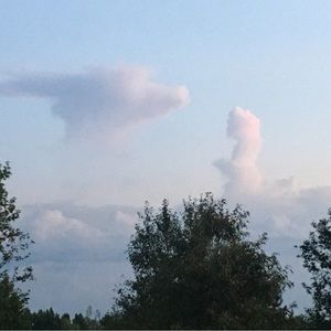 Meet your Posher, Shani